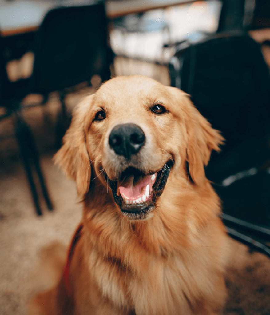 closeup of a golden retriever dog on a kelowna brewery patio that's pet-friendly